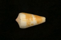 藏品(僧袍芋螺)的圖片